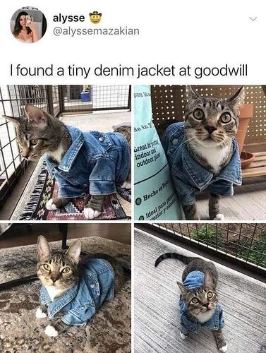 one stylish lil kitty