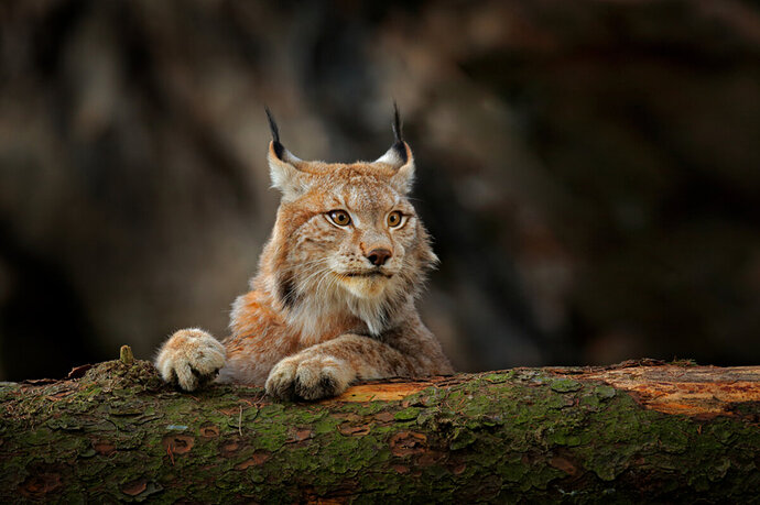 lynx-en-boomstam