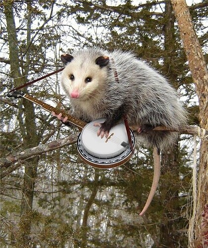 banjo possum