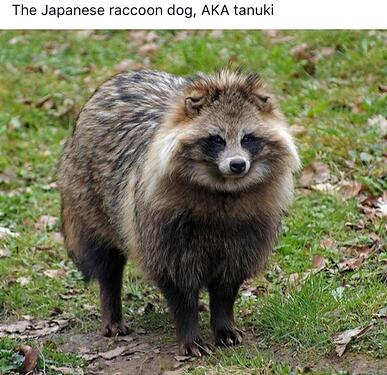 tanuki