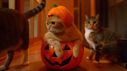 pumpkin-halloween