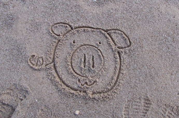 Sand_Pig2010-12-30