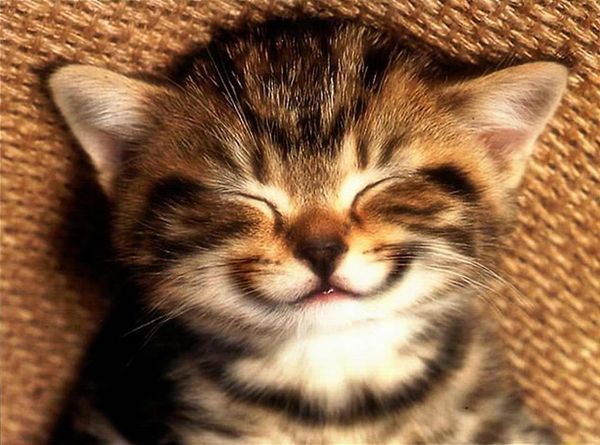 smiling-kitten