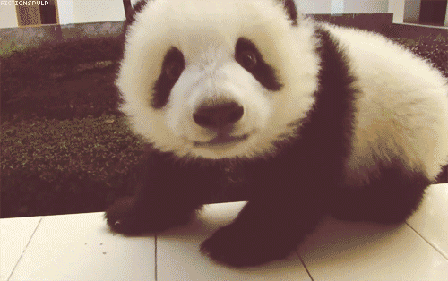 happy baby panda